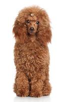 Red Miniature poodle