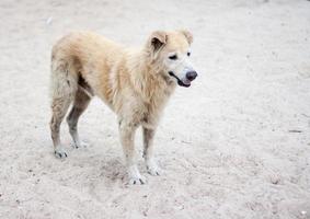 stray dog on beach photo