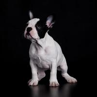 Cachorro de bulldog francés sobre fondo negro foto