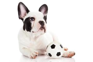 Cachorro de bulldog francés con pelota de juguete sobre blanco