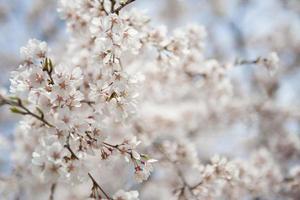 White flower in japan photo