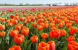Colorful Dutch Tulip field in springtime photo