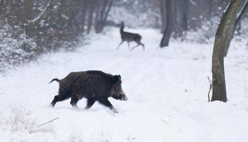 Wild animals on snow