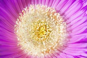 Pink aster photo