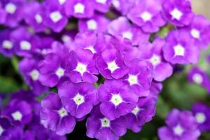 Verbena purple photo