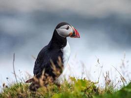 Cute Atlantic puffin in Iceland photo