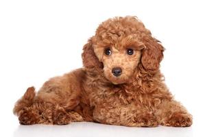 Red toy poodle puppy