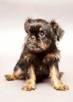 Portrait   puppy  Griffon Belge