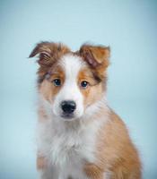 cute border collie puppy photo