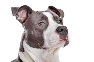 American Staffordshire Terrier puppy photo