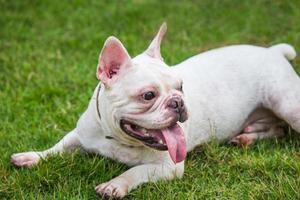 Bulldog francés blanco tendido en los campos de hierba verde.