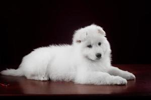 White swiss shepherd puppy photo