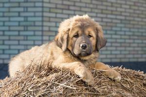 Puppy breed Tibetan Mastiff photo