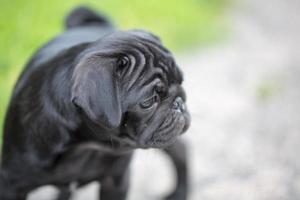 Little black pug puppy photo