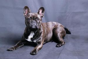 Cute French Bulldog in Studio photo