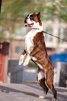 The boxer dog