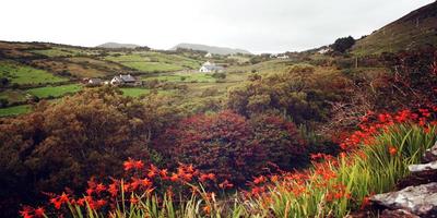 Landscape with orange crocosmia flowers in County Kerry vintage effect.
