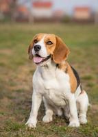 retrato al aire libre de perro beagle