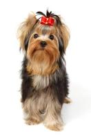 Puppy of the Yorkshire Terrier photo