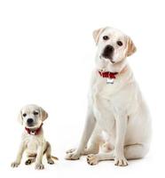 Labrador Retriever adult and puppy