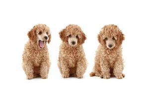 three Apricot poodle puppy (series)