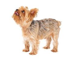lindo, yorkshire terrier, perrito, posición foto