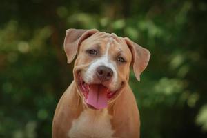 Portrait of a puppy Pitbull