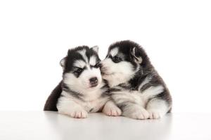 Two siberian husky puppies kissing