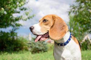 Beagle puppy close up portrait