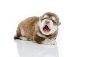 Cute puppy siberian husky howling photo