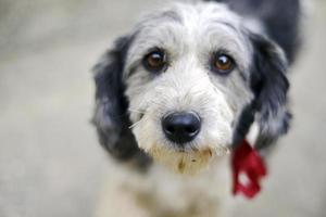 sad eyes  of a cute adopted stray dog photo