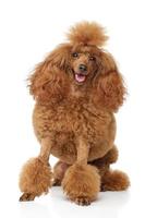 Red toy poodle with round haircut on a white background photo