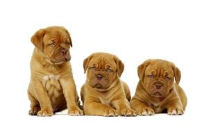 Three Dogue De Boudeux Puppies Isolated on a white background