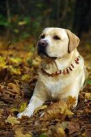 Labrador retriever posing. Autumn and leaves background photo