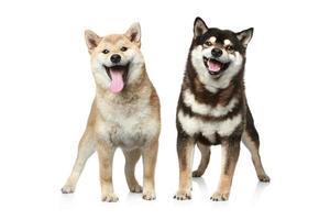 Two Shiba inu dogs