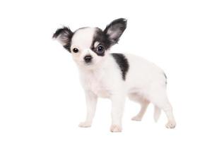 Long-haired white chihuahua dog