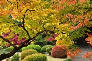 colores japoneses del otoño foto