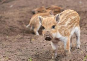 boars photo