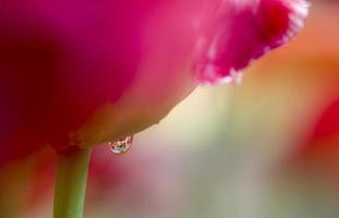 Dew on tulip photo