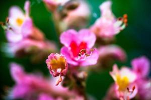 Primer plano de flores rosadas del castaño de Indias