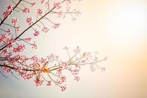 Spring cherry blossom background
