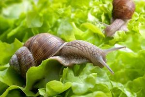 Helix pomatia, Burgundy snail photo