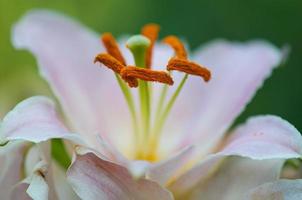 lily closeup