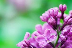 Lilac flowers background photo