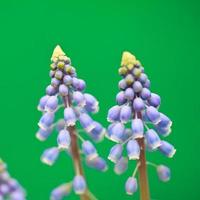 Grape Hyacinth photo