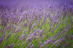 Lavender flower in a field photo