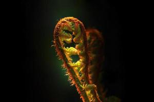 Budding fern macro photo