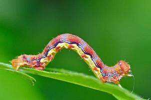 colorful caterpillar