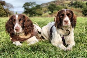 two pretty liver and white working type english springer spaniels photo
