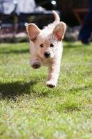 Labradoodle Puppy at Play photo